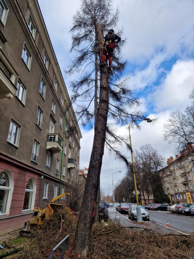 postupné kácení modřínu Havířov
